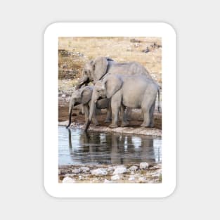 Elephants at the waterhole. Magnet