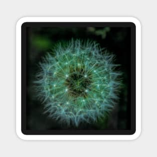 Dandelion macro Magnet