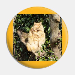 Ginger cat in sunshine Pin