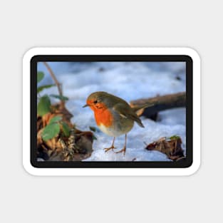 Little red robin in the snow at Christmas time Magnet