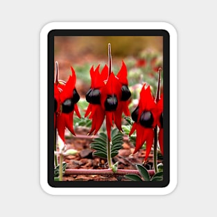 Spring in the Outback: Sturt's Desert Pea Magnet