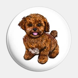 Cavapoochon Cavapoo Cavoodle - cute friendly cavalier King Charles spaniel Bichon frise Pin