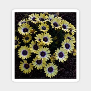 Yellow Flower Bed Photography My Magnet