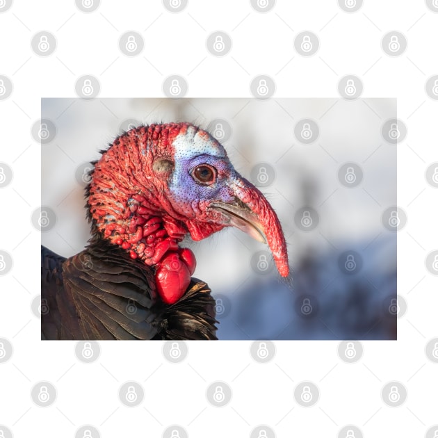 Wild Turkey Closeup by Jim Cumming