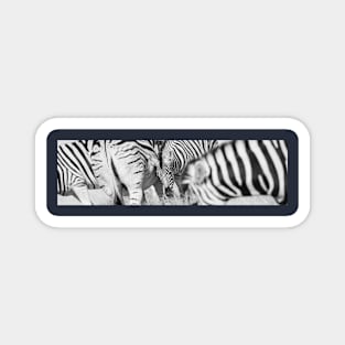 Zebra herd oblong black and white stripe full frame. Magnet