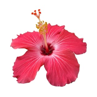 Red Hibiscus  flower T-Shirt