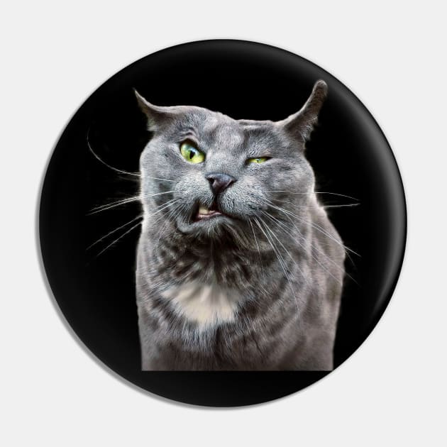 Pin on Angry Cats