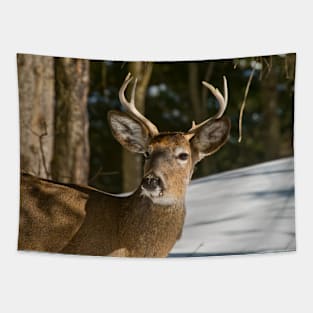 White-tailed Deer Tapestry