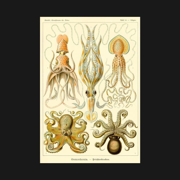 Squid Octopus Marine Biology Science Illustration Cephalopod by twizzler3b