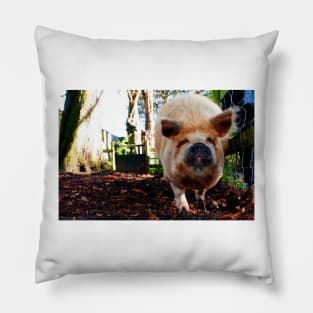 New Zealand Kunekune Pig Pillow