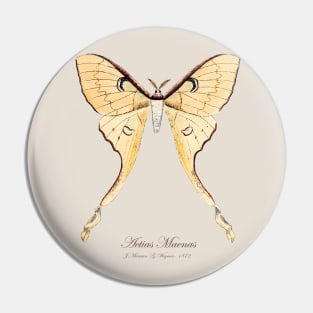 Moth - Malaysian Moon Moth, Actias Maenas Leto female  3 Pin