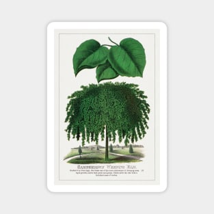 Camperdown Weeping Elm Tree Lithograph (1900) Magnet