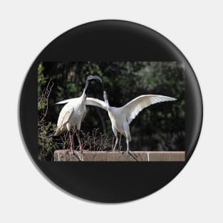 Juvenile Australian White Ibis Begging Pin