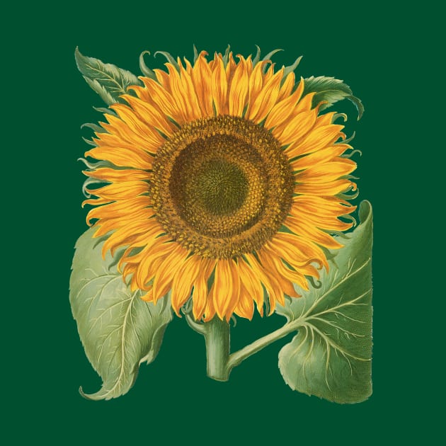 Sunflower by Basilius Besler by MasterpieceCafe
