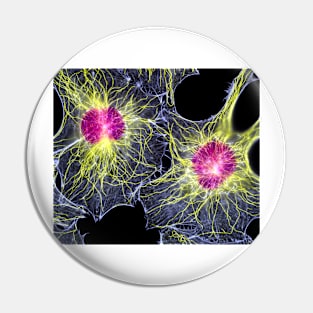 Fibroblast cells showing cytoskeleton (P780/0110) Pin