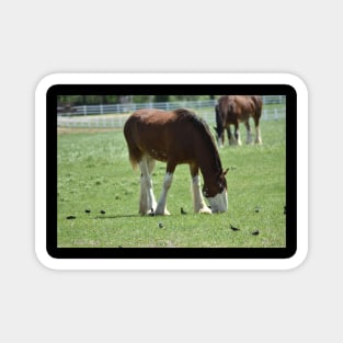 Clydesdale Magnet