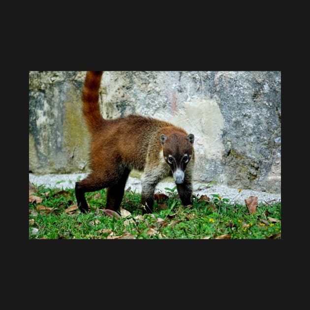 Guatemala - site archéologique de Tikal, Coatis by franck380