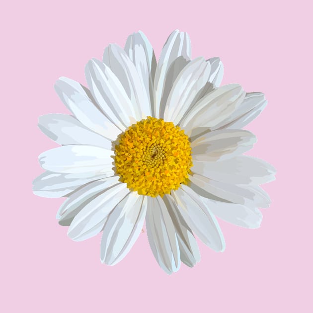 White marguerite blossom on light pink by A_using_colors