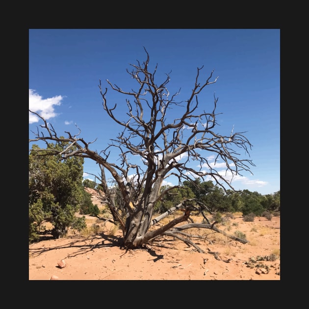 Desert Tree by hobrath