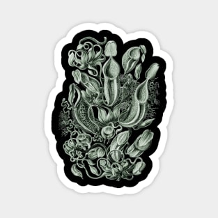 Ernst Haeckel Pitcher Plant Green Magnet