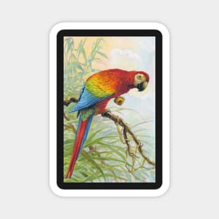 Parrot Magnet