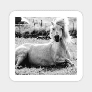 Icelandic Horse Magnet