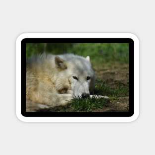 White Wolf Magnet