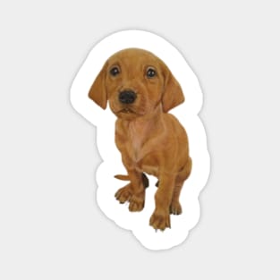 Adorable Puppy Fox Red Labrador Magnet