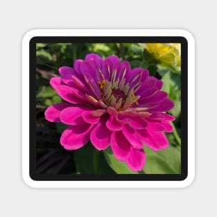 Magenta Zinnia Flower Power Magnet