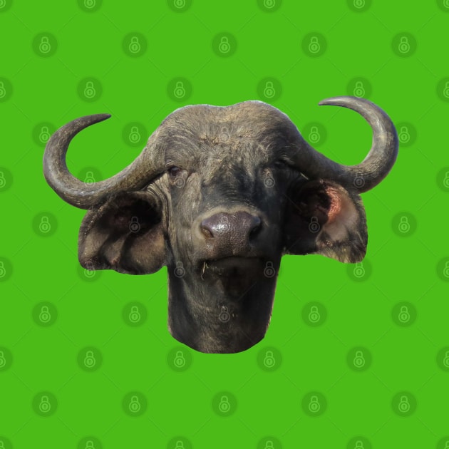 Water Buffalo Ox Portrait by ellenhenryart