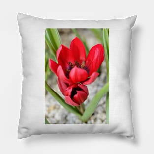 Tulipa  &#39;Lilliput&#39;  Tulip Pillow