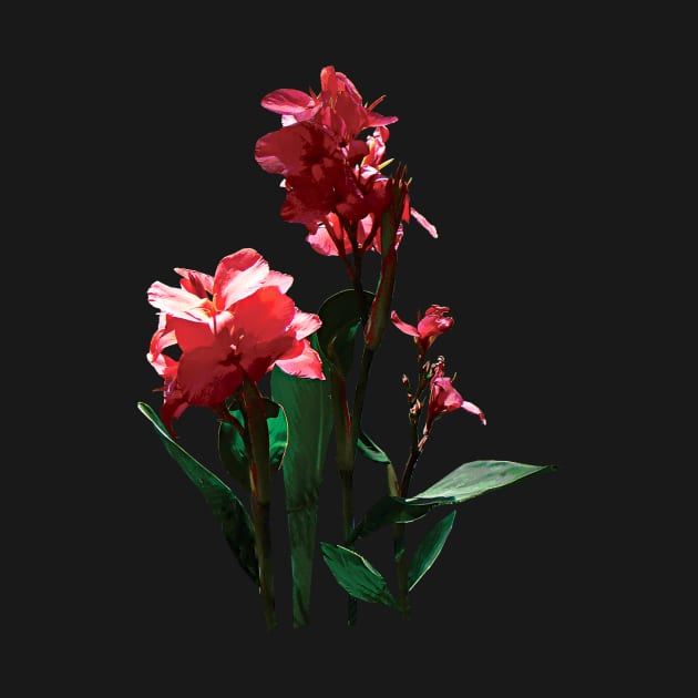 Cannas - Red Canna by SusanSavad