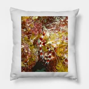 Banded Coral Shrimp Pillow