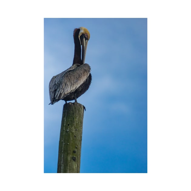 Pelican by KensLensDesigns