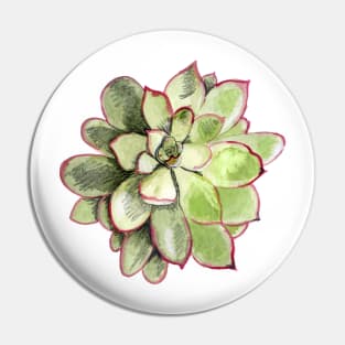 Echeveria Pin