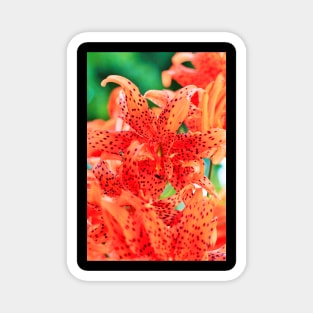 Display of Speckled Orange Tiger Lilies Magnet