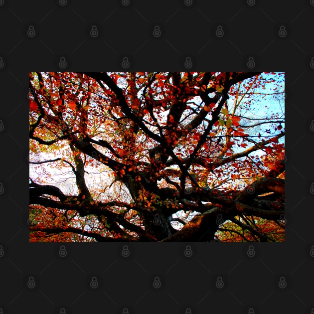 Bizarrely curved and interwoven branches of a beech tree with red leaves in Canfaito forest by KristinaDrozd