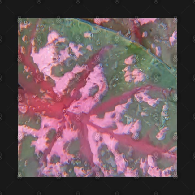 Abstract Caladium In Nature by AJDesignsstuff