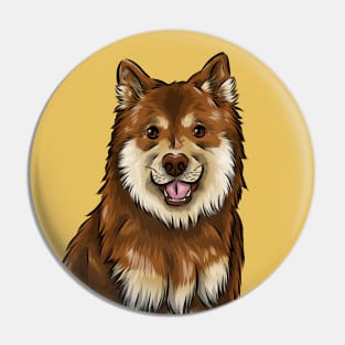 Finnish Lapphund Dog | Chocolate and Tan Pin