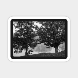 Black and white Two oak trees on river edge in early  morning fog Magnet