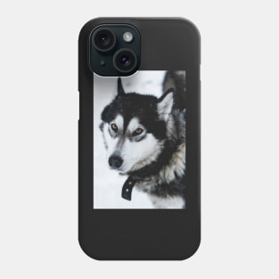 Malamute Dog On a Snow Field Phone Case