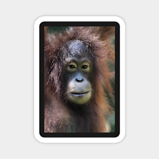Portrait: Female Orangutan Magnet