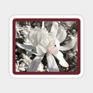 Whte Spider Magnolia Magnet