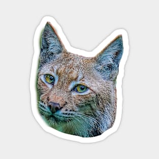 Eurasian Lynx Magnet