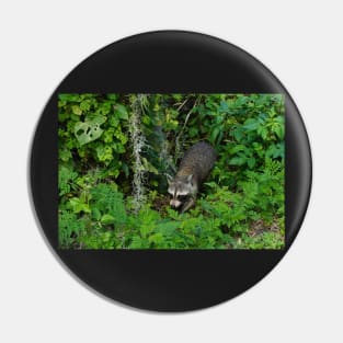 Racoon in Forest Pin