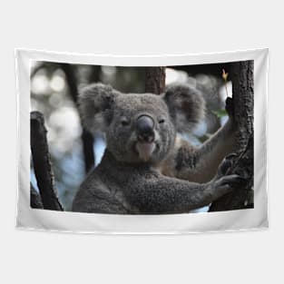 Koala Tapestry