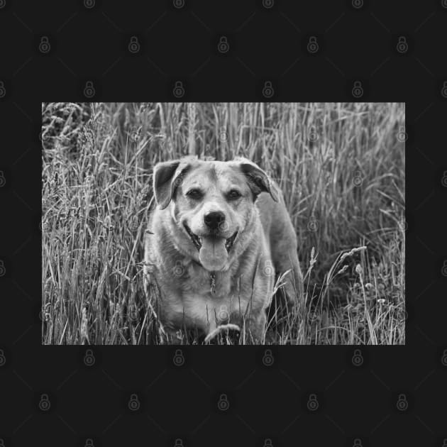 Happy Dog in Field by InspiraImage