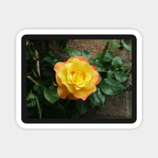 Yellow climbing roses Magnet