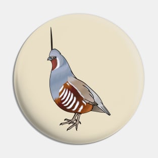 Mountain quail bird cartoon illustration Pin