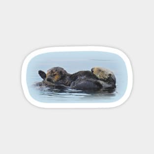 Sea Otters, Wildlife Gifts, Mama and her babe Magnet